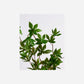 Artificial branch, HDJaponica, Green
