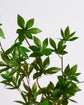 Artificial branch, HDJaponica, Green