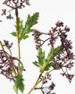 Artificial branch, HDMeadow, Burgundy