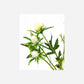 Artificial flower, HDEryngium, White