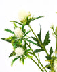 Artificial flower, HDEryngium, Weiß