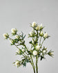 Artificial flower, HDEryngium, White
