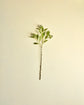 Artificial branch, HDLigustrum, Green