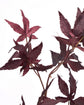 Artificial branch, HDMaple, Burgundy