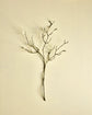 Artificial branch, HDMagnolia, Weiß