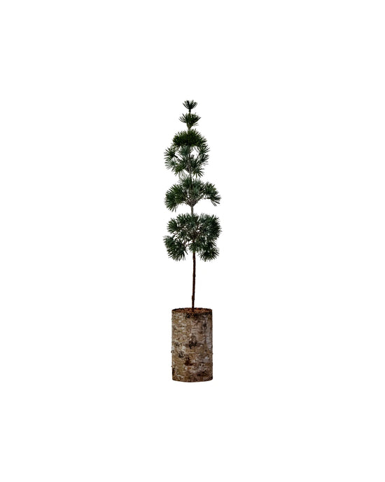 Christmas tree, HDPine, Green