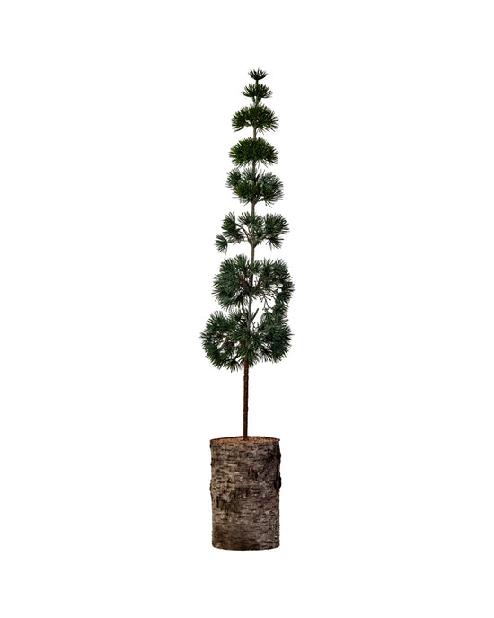 Christmas tree, HDPine, Green